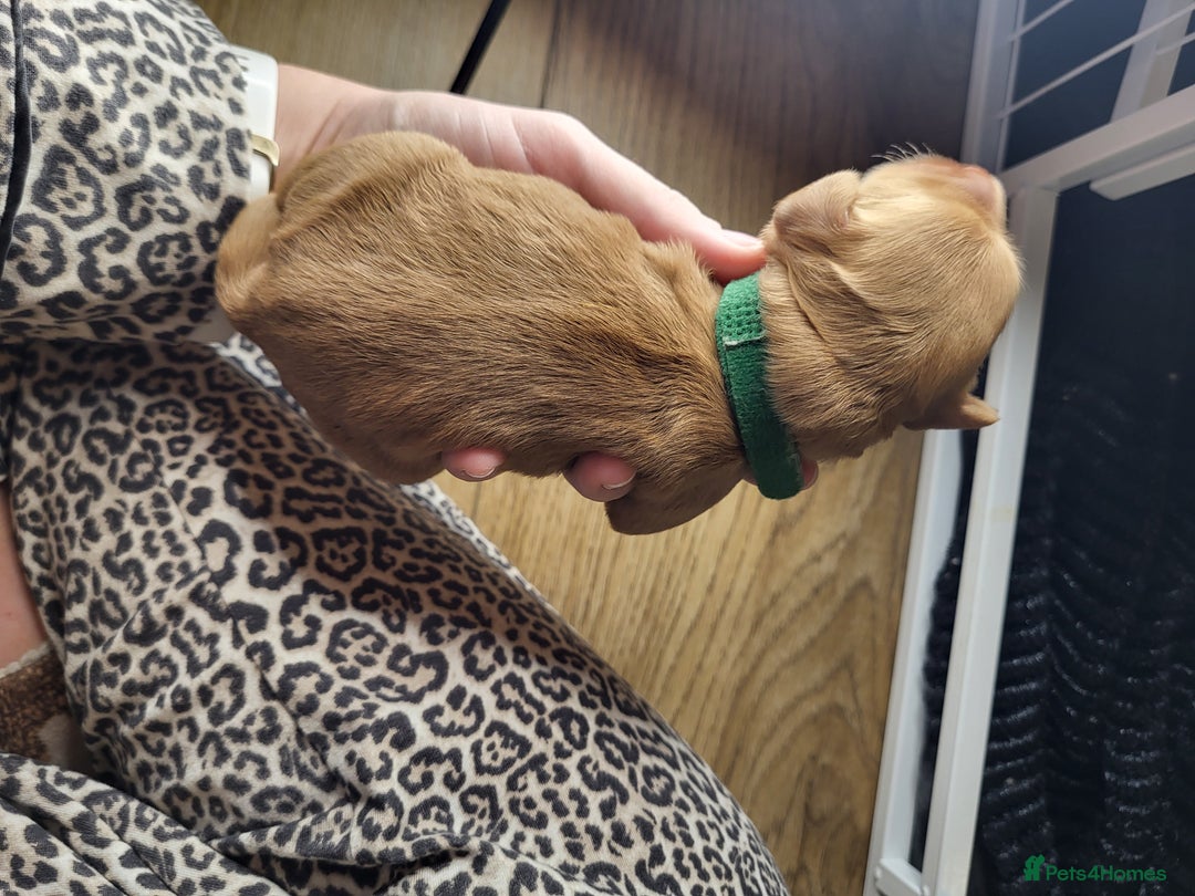 Cockapoo dogs for sale: 🐾 F1bb Red Cockapoo Puppies 🐾 - Advert 5