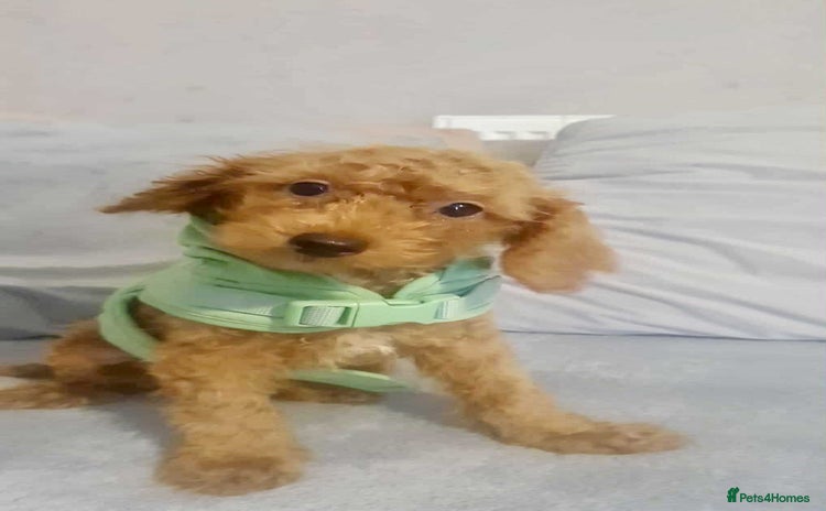Cavapoo dogs - Advert 14