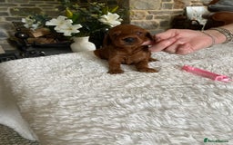 Irish Doodle dogs for sale: Stunning F1 mini Irish  Doodles  - Image 7