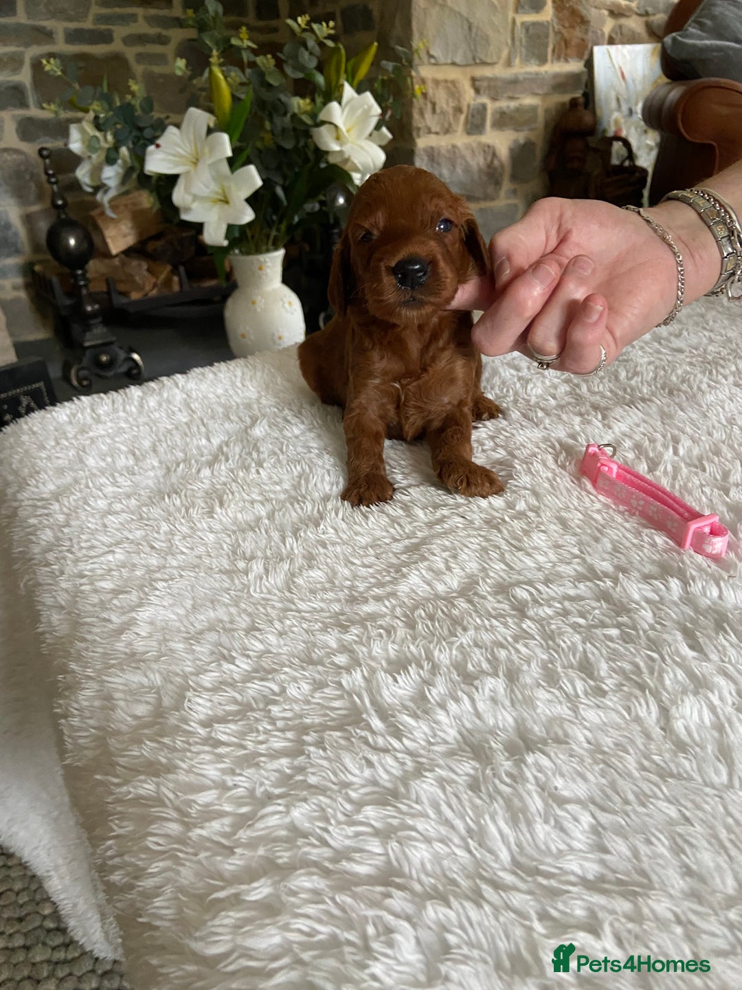 Irish Doodle dogs for sale: Stunning F1 mini Irish  Doodles  - Image 7