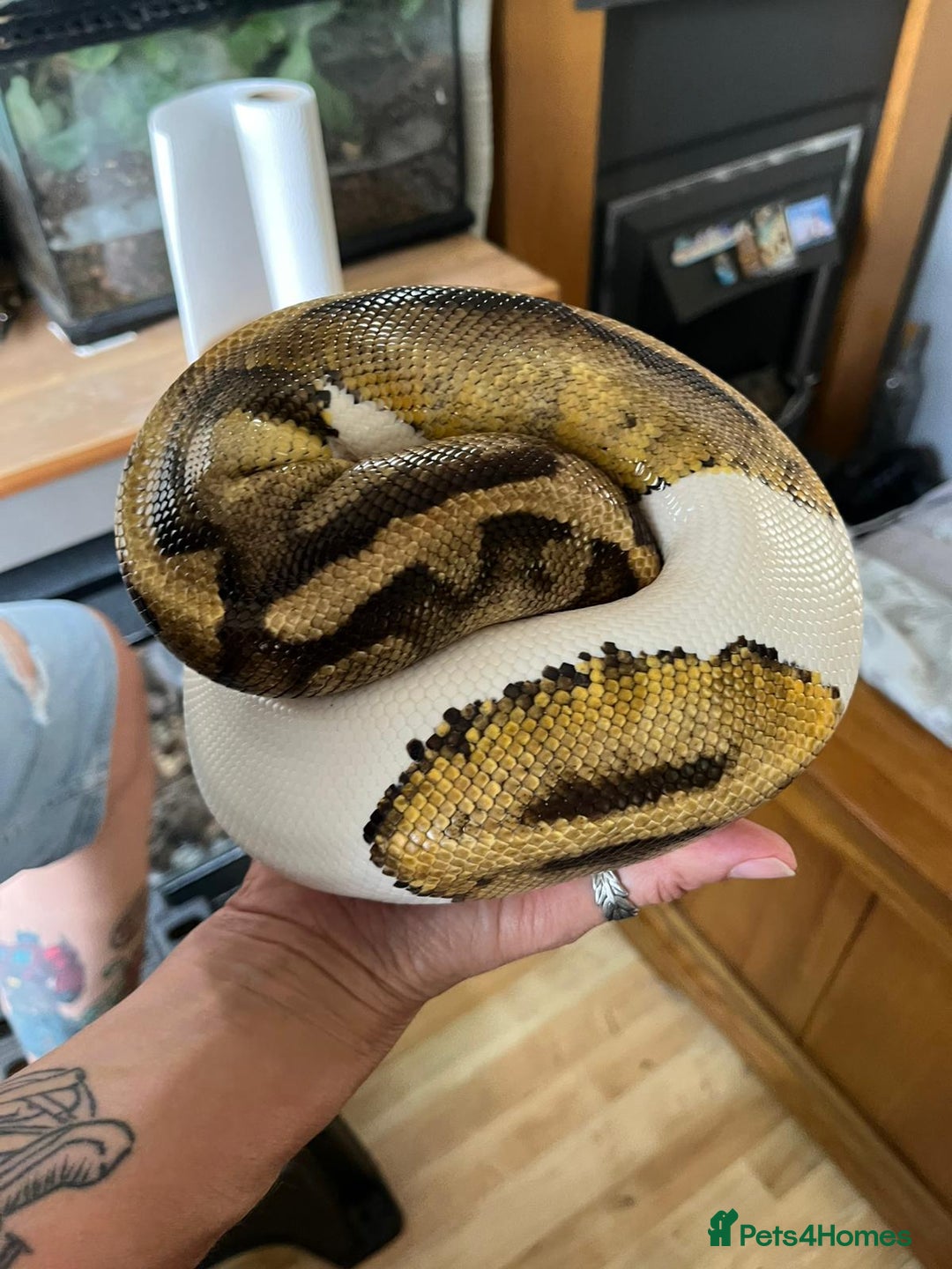 Python Snake reptiles for sale: Pied Royal python  - Image 3