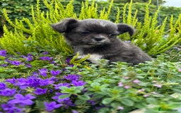 Chihuahua dogs for sale: KC long coat quality chihuahua Licensed breeder - Image 14