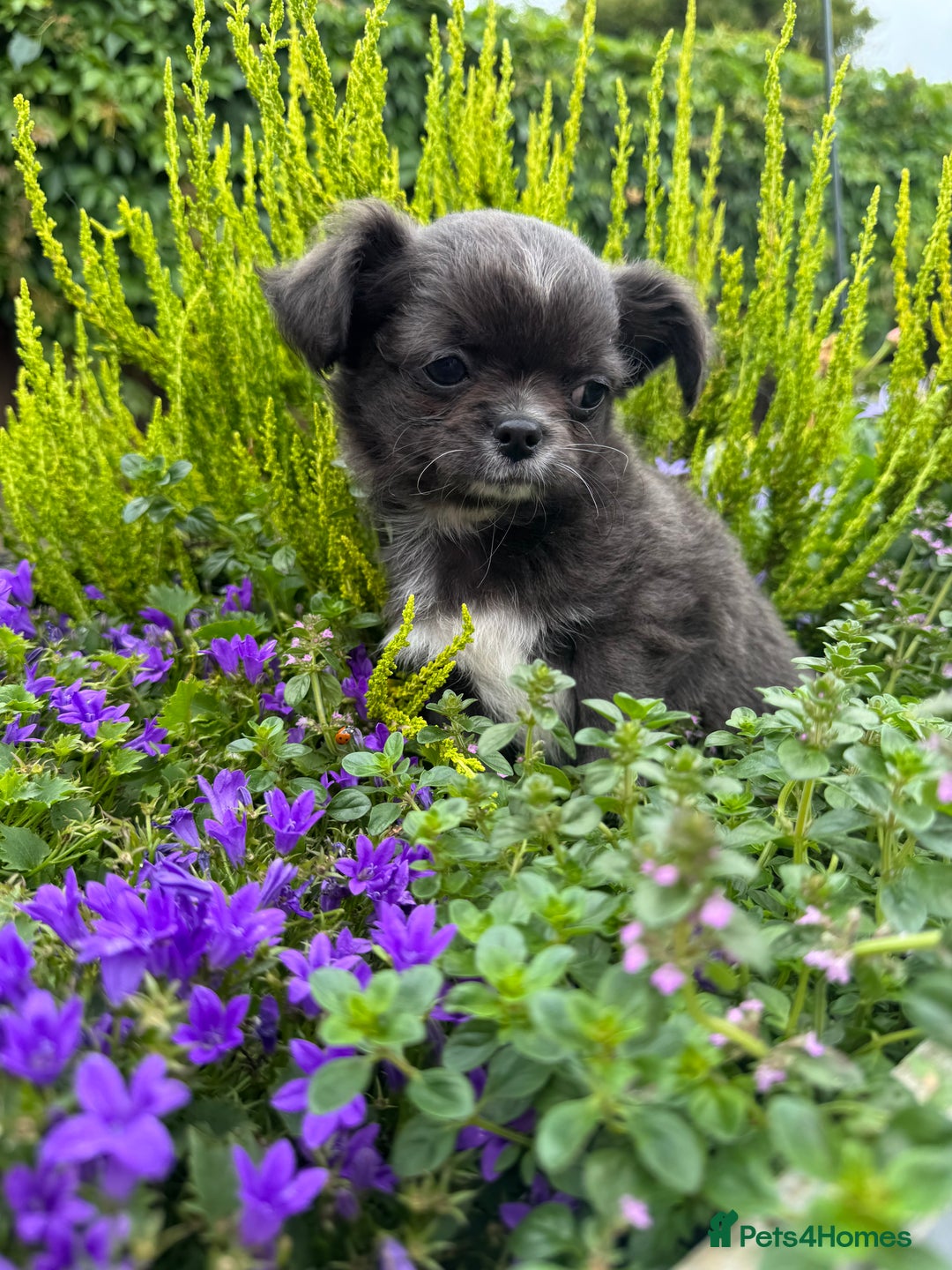 Chihuahua dogs for sale: KC long coat quality chihuahua Licensed breeder - Image 14