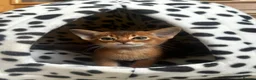 Abyssinian cats for sale: Abyssinian kittens  - Advert 4