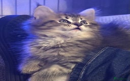 Maine Coon cats for sale:      💖LAST BEAUTIFUL BABY GIRL💖  - Image 7