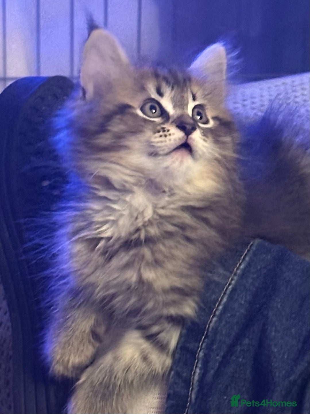 Maine Coon cats for sale:      💖LAST BEAUTIFUL BABY GIRL💖  - Image 7
