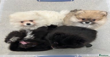 Pomeranian dogs - Advert 15