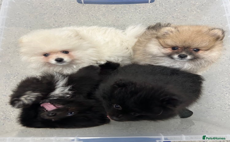 Pomeranian dogs for sale - Advert 1
