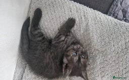 British Shorthair cats for sale: 4 British Shorthair  - Image 17