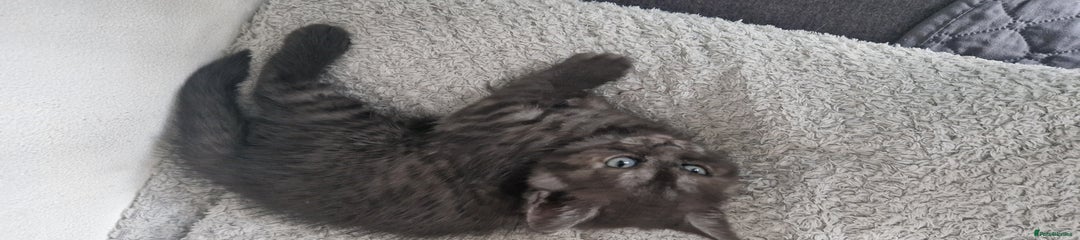 British Shorthair Kitten 2