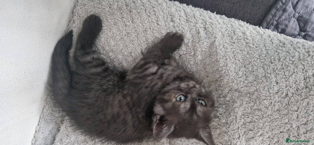 British Shorthair cats for sale: 4 British Shorthair  - Image 17