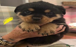 Rottweiler dogs for sale: Rottweiler pups KC Registered + Champ Bloodlines - Image 22