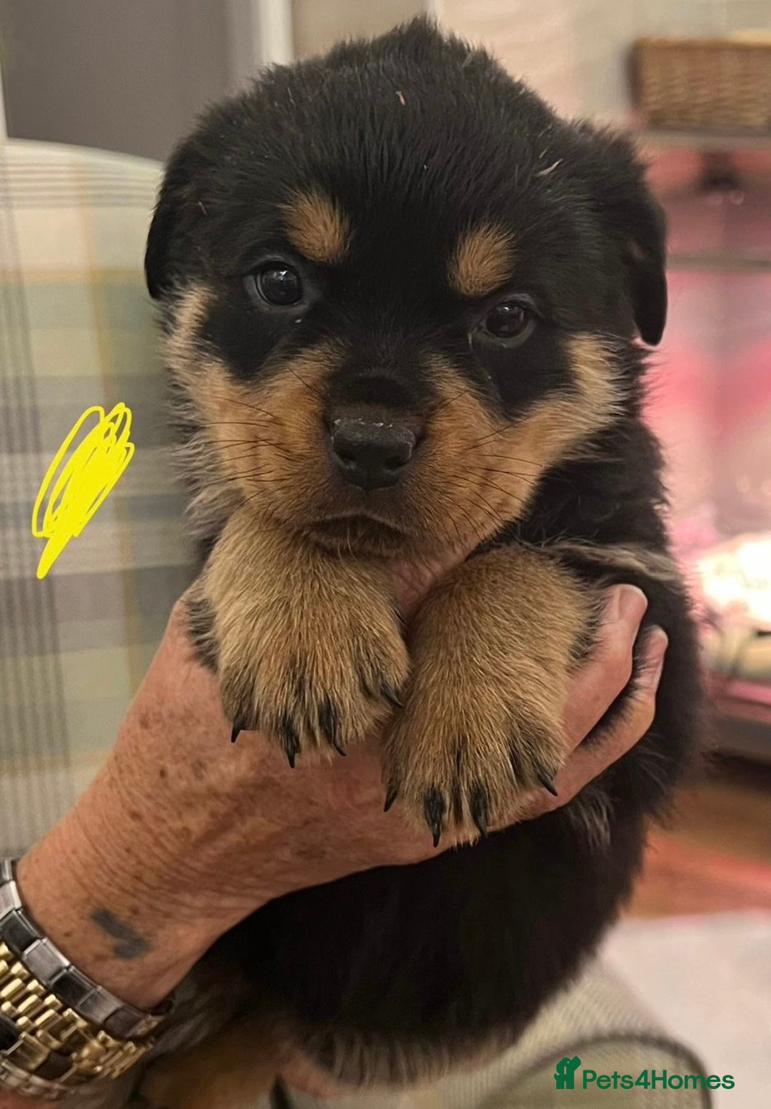 Rottweiler dogs for sale: Rottweiler pups KC Registered + Champ Bloodlines - Image 22