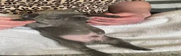 French Bulldog dogs for sale: 11 weeks, cage trained 1 Beautiful French Bulldogs - Advert 15