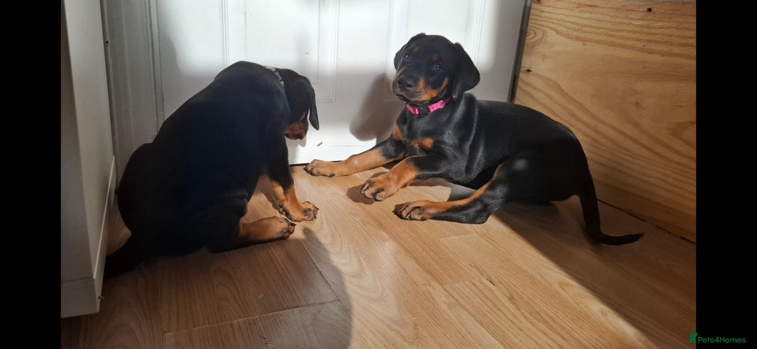 Dobermann dogs for sale: Beautiful Doberman puppies 3 boys 3 girls for sale - Image 10