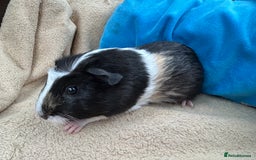 Guinea Pig rodents for sale: Guineapigs  - Image 4