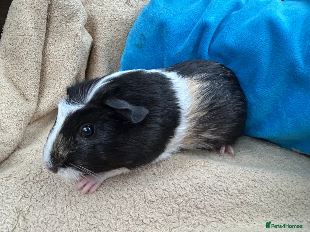 Guinea Pig rodents for sale: Guineapigs  - Image 4