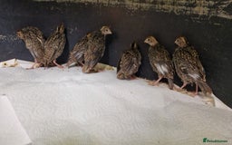 Chickens poultry for sale: 3 Week Old California Quail Chicks  in Knebworth - Image 1