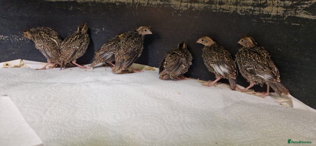 Chickens poultry for sale: 3 Week Old California Quail Chicks  in Knebworth - Image 1