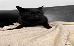Mixed Breed cats for adoption: 🐈‍⬛Bernard🐈‍⬛ is looking for his forever home! - Image 4