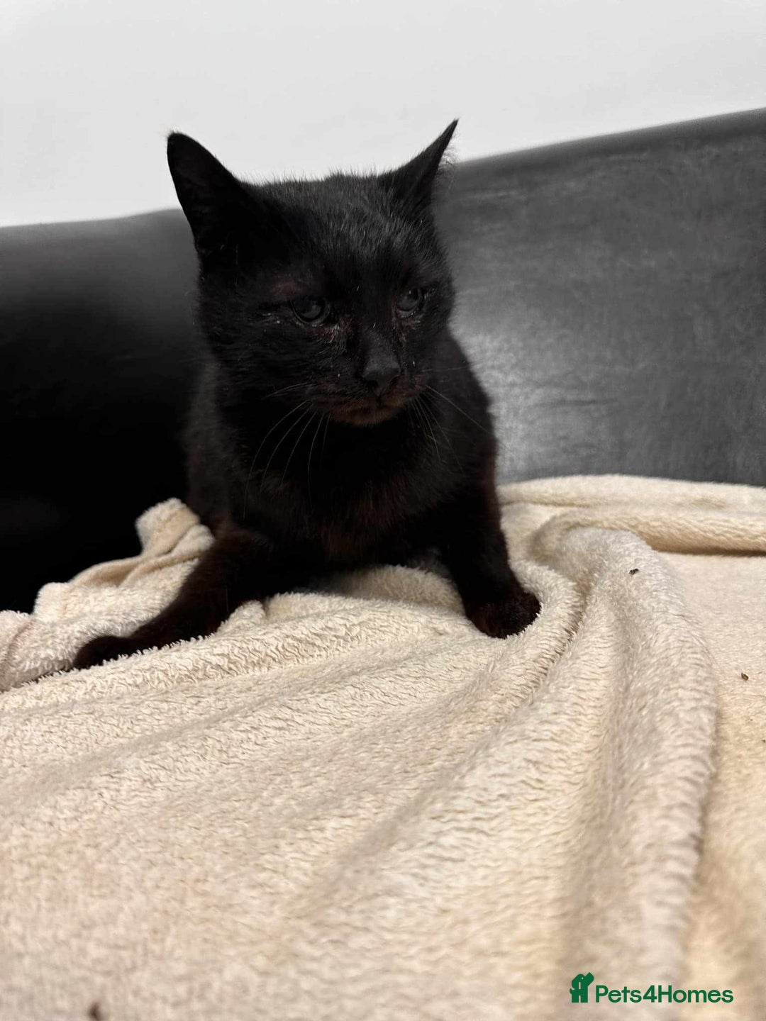 Mixed Breed cats for adoption: 🐈‍⬛Bernard🐈‍⬛ is looking for his forever home! - Image 4