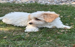Maltipoo dogs for sale: 🌟 READY NOW 🌟 F1 Maltipoos  - Image 12