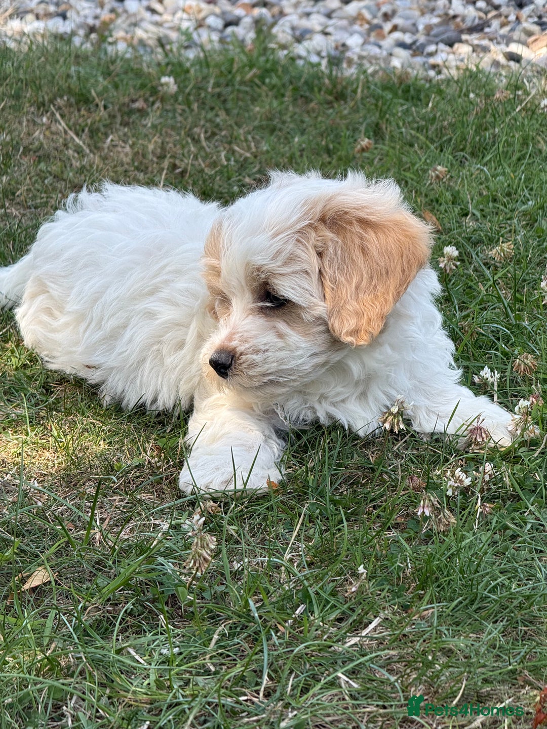 Maltipoo dogs for sale: 🌟 READY NOW 🌟 F1 Maltipoos  - Image 12