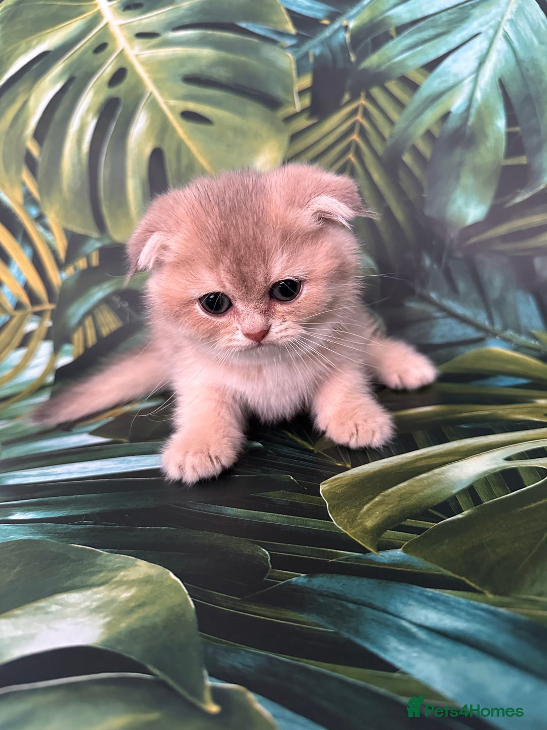 Scottish Fold cats for sale: Pedigree Scottish Fold kittens - Image 14