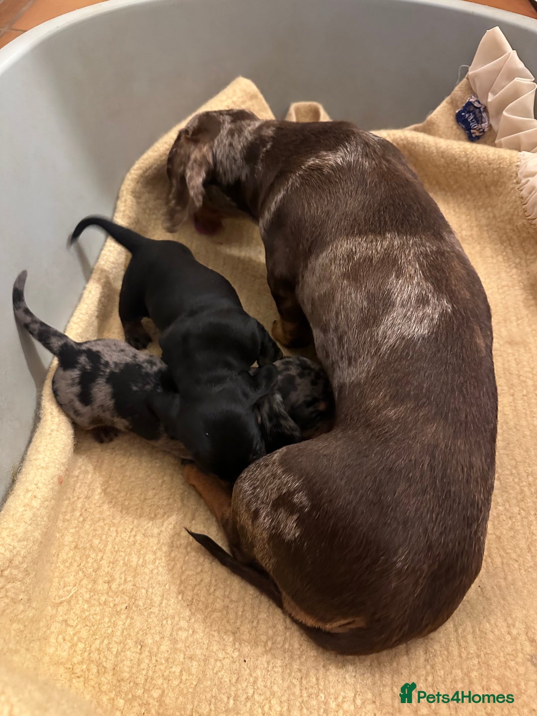 Miniature Dachshund dogs for sale: Ready Soon - Gorgeous KC Reg. Miniature Dachshund - Advert 23