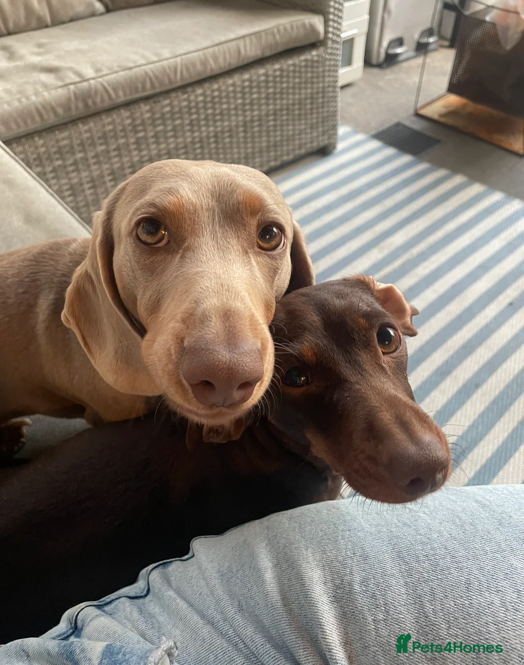 Dachshund dogs for sale: Isabella and tan miniature dachshunds  - Advert 17