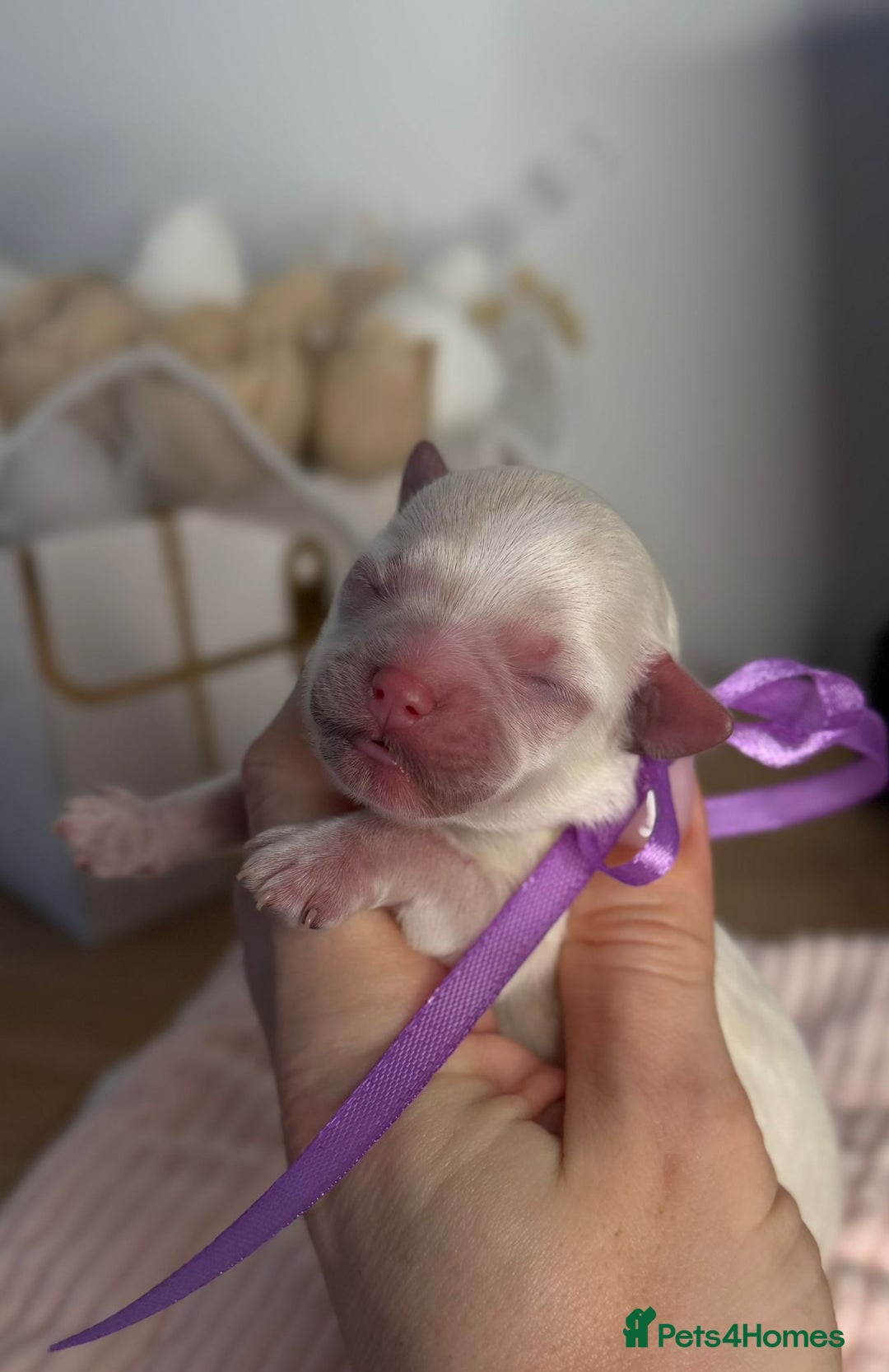 Maltipoo dogs for sale: True Mini Maltipoo F1 Puppies – Babyface Girls - Advert 9