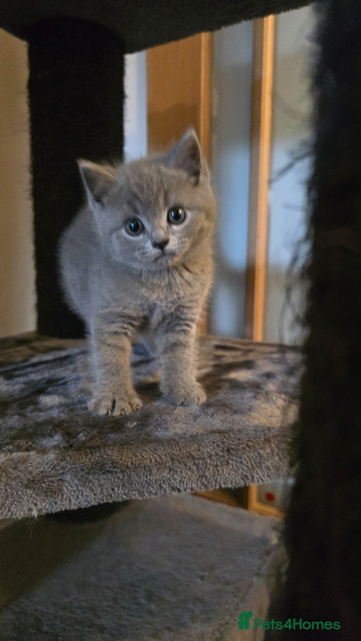 British Shorthair cats BSH x BLH - Advert 4