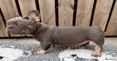 French Bulldog dogs - Advert 16