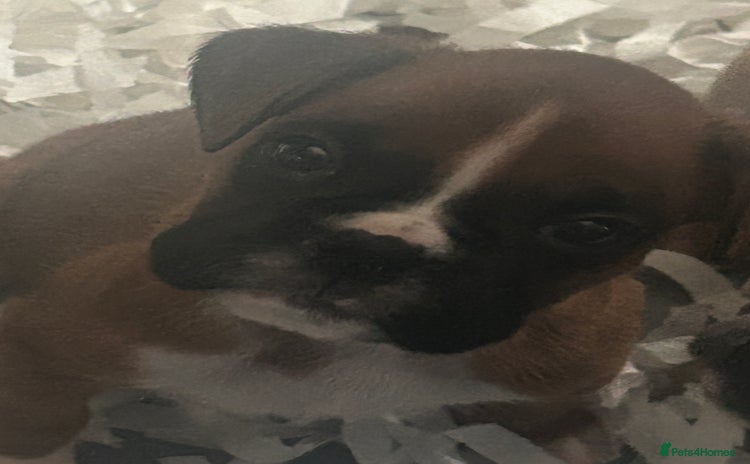 Boxer dogs - Advert 5