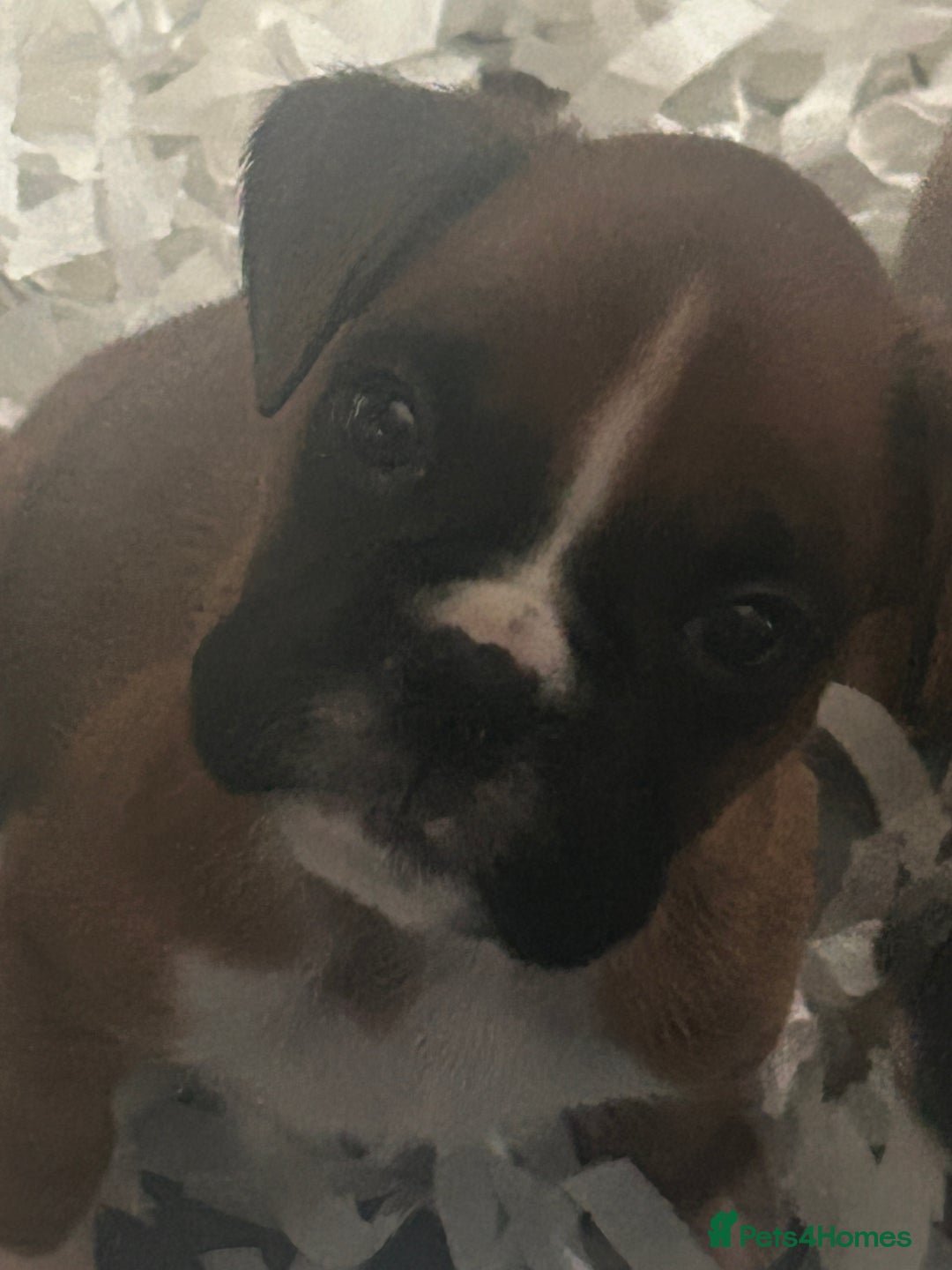 Boxer dogs for sale: Boxer puppy’s  - Image 1