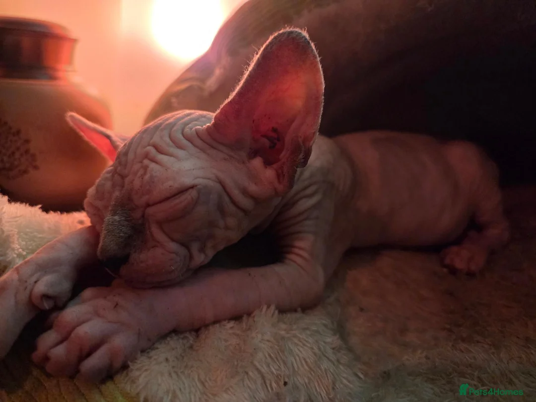 Sphynx cats for sale: Two beautiful Sphynx kittens - Advert 2