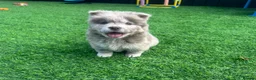 Chow Chow dogs for sale: Stunning exotic colour chowski puppies for sale  - Advert 22