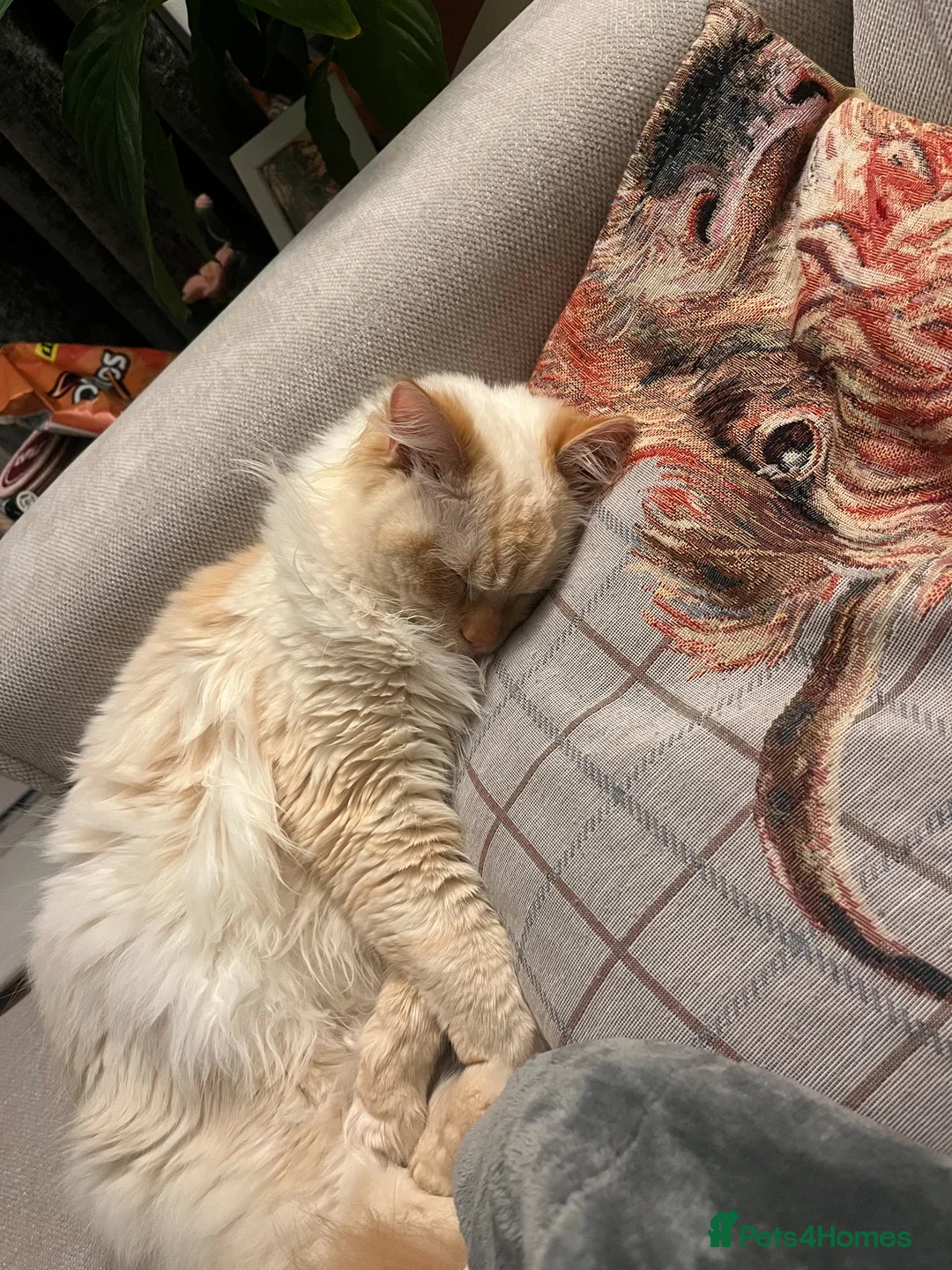 Ragdoll cats for stud: 🐾 Ragdoll Stud Cat Available – Suki - Advert 2