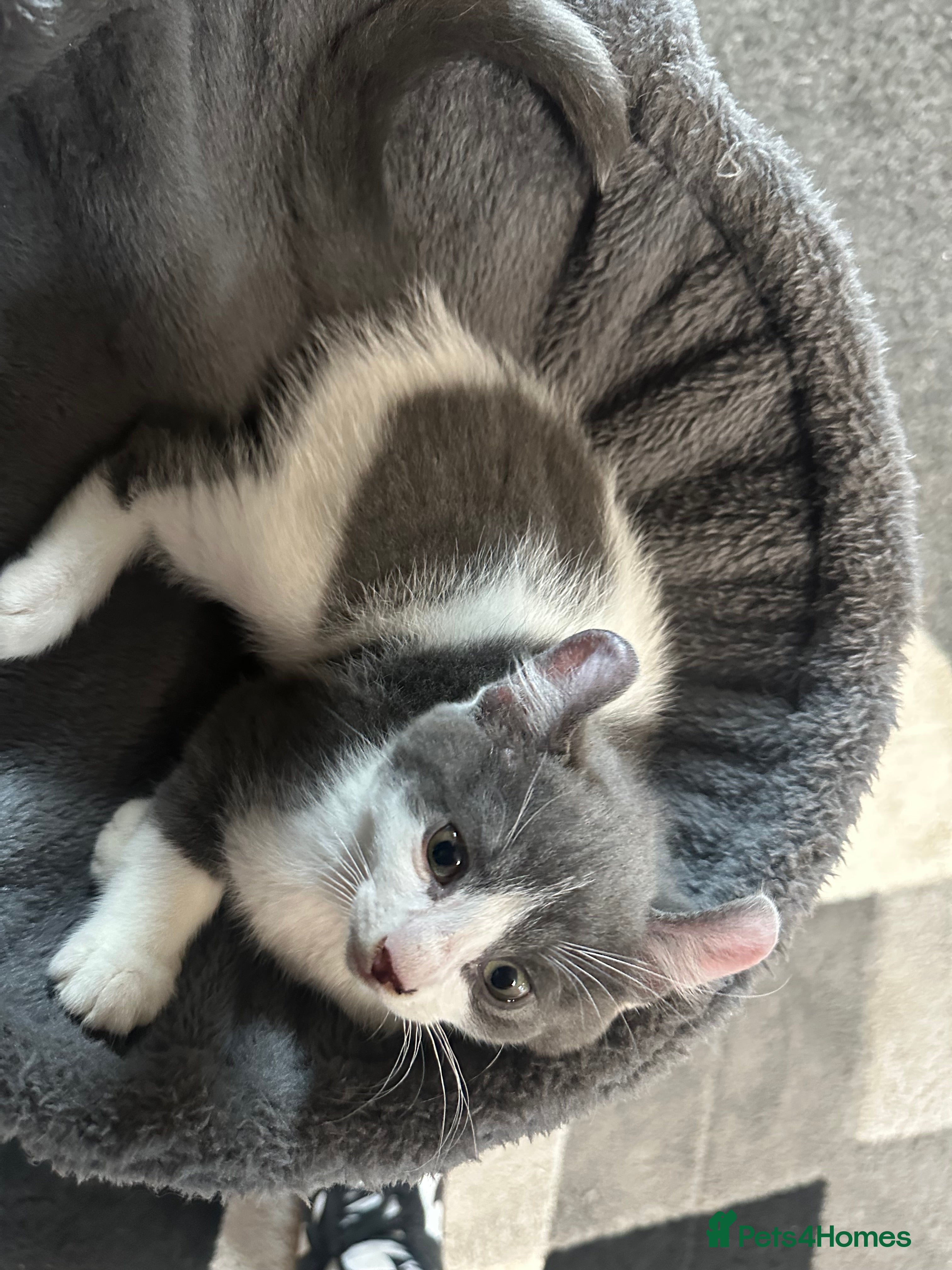 Mixed Breed cats Last girl left! Ready now!! - Advert 16