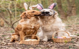 Golden Retriever dogs for stud: Fully health tested therapy dog  - Image 32