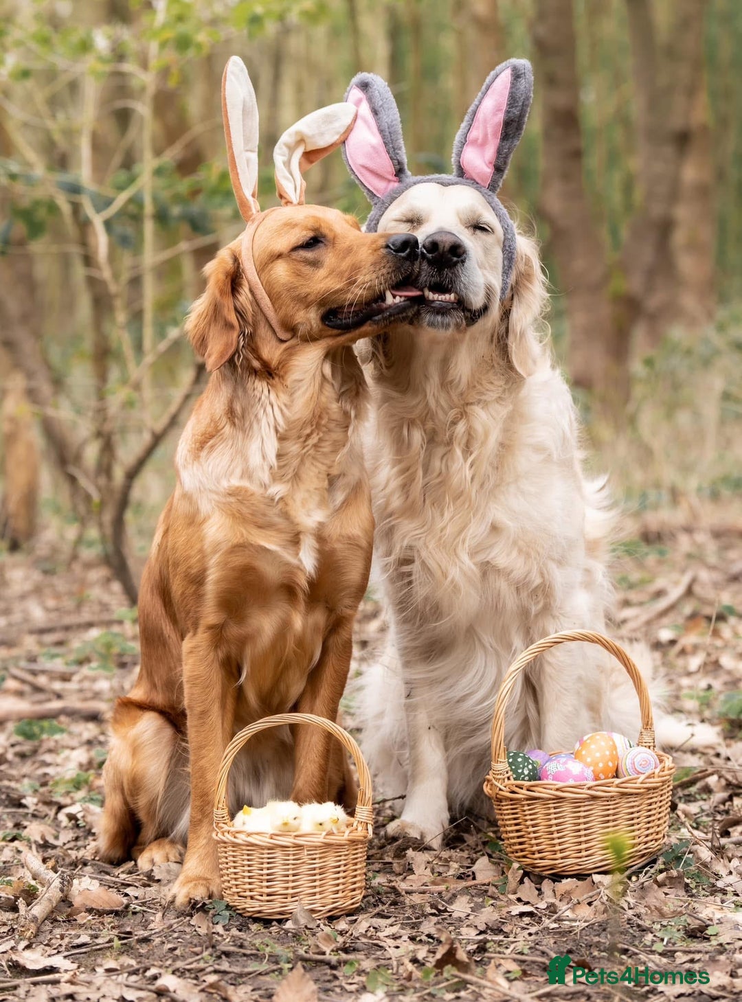 Golden Retriever dogs for stud: Fully health tested therapy dog  - Image 32