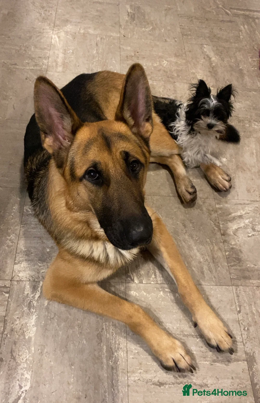 German Shepherd dogs for stud: Purebred German Shepherd for Stud - Advert 1