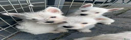 West Highland Terrier dogs for sale: West highland terrier  - Advert 1