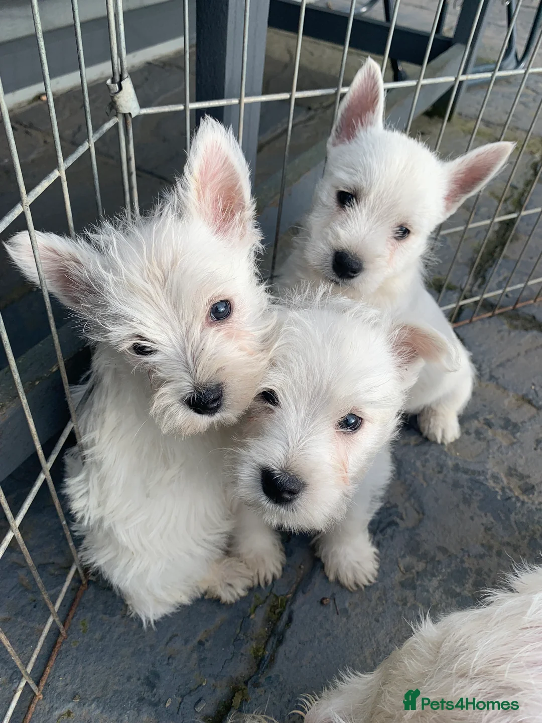 West Highland Terrier dogs for sale: West highland terrier  - Advert 1