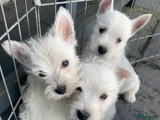 West Highland Terrier dogs West highland terrier - Advert 11