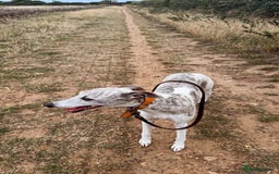 Whippet dogs for sale: A beautiful-well bred litter of small whippets  - Image 4