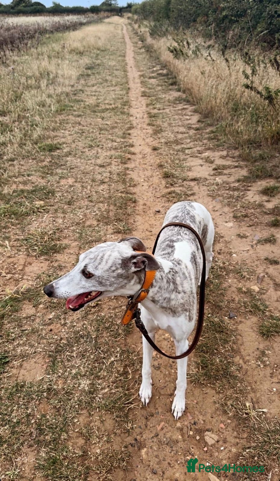 Whippet dogs for sale: A beautiful-well bred litter of small whippets  - Image 4