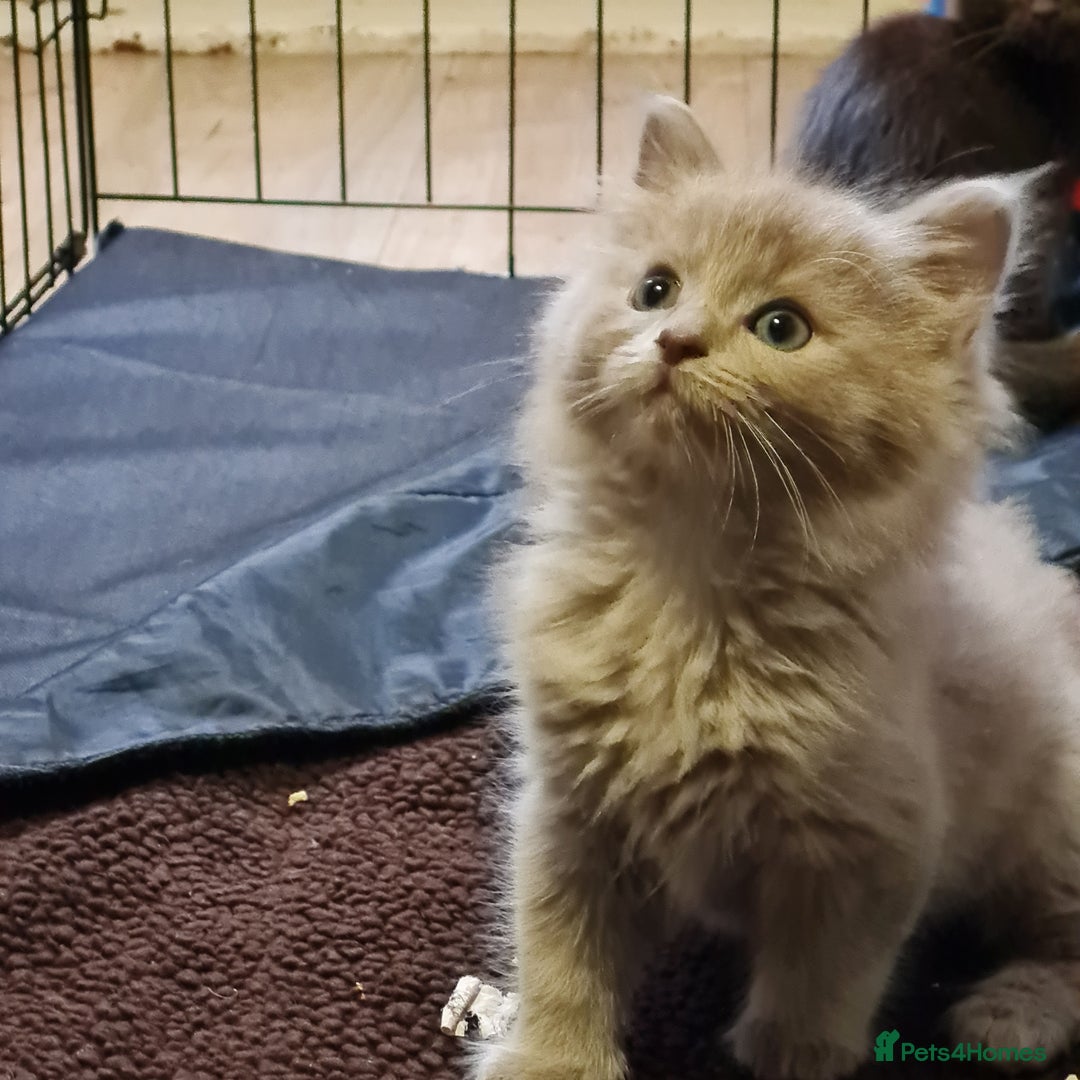 Ragdoll cats for sale: Ragdoll cross siamese kittens  - Image 2