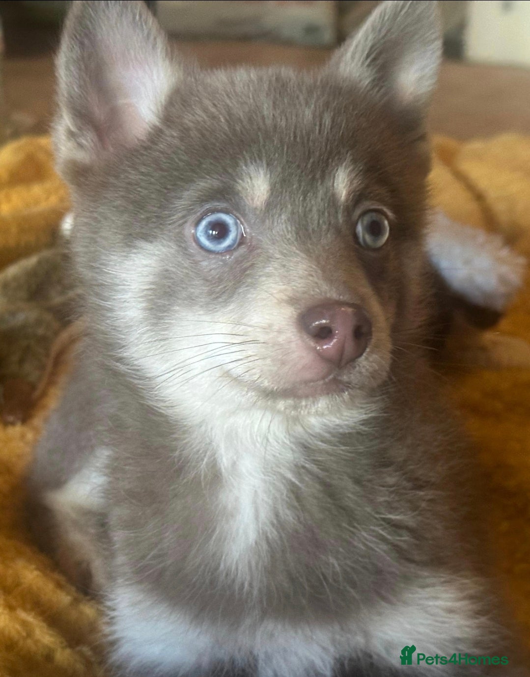 Pomsky dogs 🩵1 Striking rare blue & cream boy, 2 blue eyes F4 - Advert 12