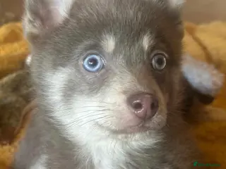 Pomsky dogs 🩵1 Striking rare blue & cream boy, 2 blue eyes F4 - Advert 12